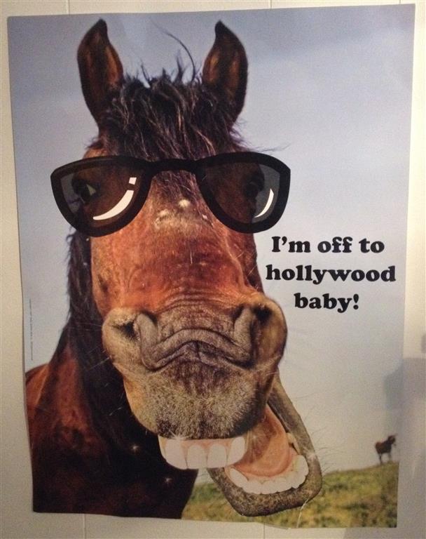 off-to-hollywood-donkey
